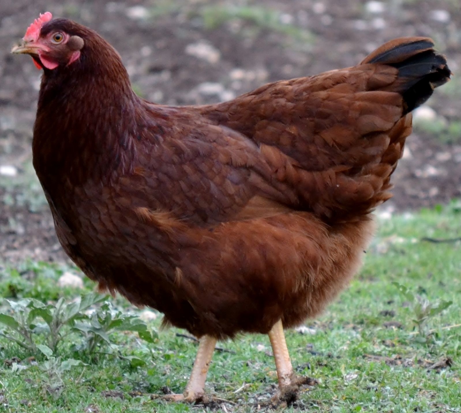 Red cock. Род-Айленд порода. Курица род Айленд. Порода род-Айланд куры. Rhode Island Red.