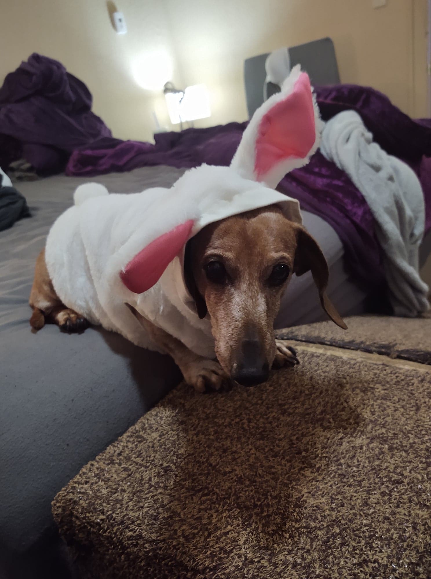 My Childhood Dog Died Today My Man Was 14 Years 241240087 Added By my-childhood-dog-died-today-my-man-was-14-years-241240087-added-by