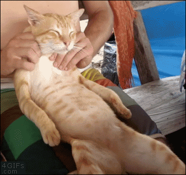 A cat gets a relaxing massage. .. Yeah, rub that hairy pussy... mmm...
